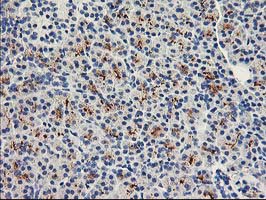 Immunohistochemical staining of paraffin-embedded Human pancreas tissue within the normal limits using anti-FAM119A mouse monoclonal antibody