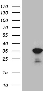 m11846 anti u2af1l3 u2af1l4 mouse monoclonal antibody clone id oti8f10 wb testing 1