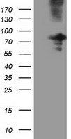 m11851 2 anti osbpl11 mouse monoclonal antibody clone id oti7b3 wb testing 1