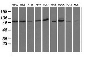 m11851 2 anti osbpl11 mouse monoclonal antibody clone id oti7b3 wb testing 2