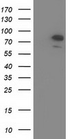 m11851 anti osbpl11 mouse monoclonal antibody clone id oti6a6 wb testing 1