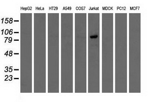 m11851 anti osbpl11 mouse monoclonal antibody clone id oti6a6 wb testing 2
