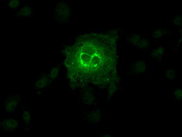 m11862 anti slc2a6 mouse monoclonal antibody clone id oti7e3 if testing 7