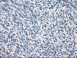 m11862 anti slc2a6 mouse monoclonal antibody clone id oti7e3 ihc testing 4