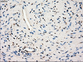 m11862 anti slc2a6 mouse monoclonal antibody clone id oti7e3 ihc testing 5