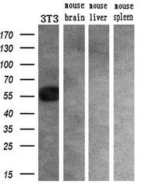 Western blot analysis of extracts (10ug) from a mouse cell line and 3 different mouse tissues by using anti-SLC2A6 monoclonal antibody (1:200)