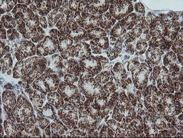 Immunohistochemical staining of paraffin-embedded Human pancreas tissue within the normal limits using anti-NDUFB10 mouse monoclonal antibody