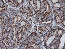 m11886 1 anti ndufb10 mouse monoclonal antibody clone id oti4f1 ihc testing 4