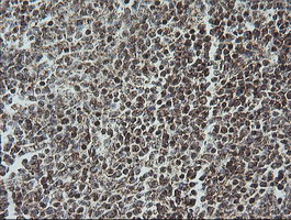 m11886 1 anti ndufb10 mouse monoclonal antibody clone id oti4f1 ihc testing 8