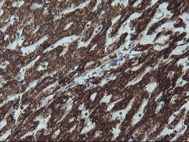 m11886 1 anti ndufb10 mouse monoclonal antibody clone id oti4f1 ihc testing 9
