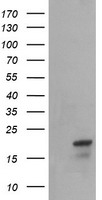 HEK293T cells were transfected with the pCMV6-ENTRY control (Left lane) or pCMV6-ENTRY NDUFB10 (Right lane) cDNA for 48 hrs and lysed