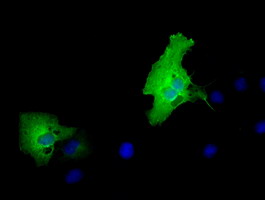 Anti-MPP3 mouse monoclonal antibody (M11924) immunofluorescent staining of COS7 cells transiently transfected by pCMV6-ENTRY MPP3