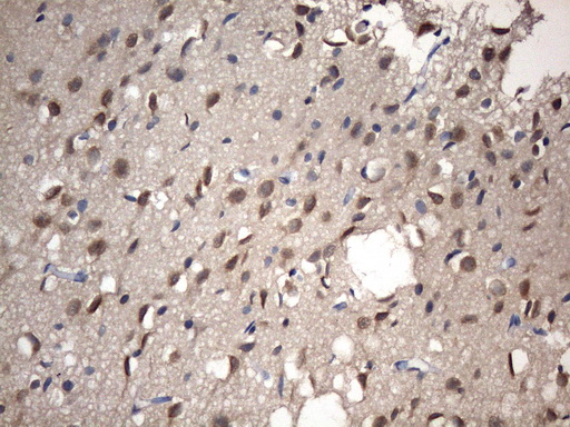 m11950 anti nup43 mouse monoclonal antibody clone id oti6f8 ihc testing 2