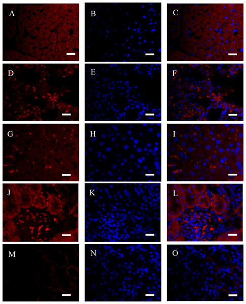 m11954 fig 4 1x
