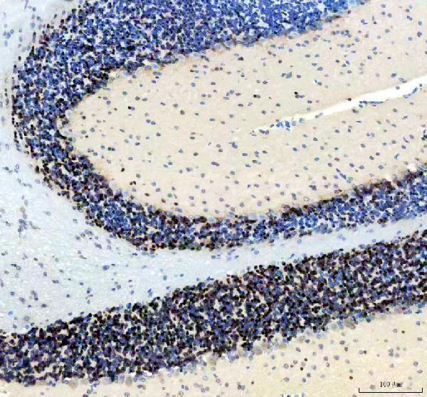 m11954 neun primary antibodies ihc testing 2