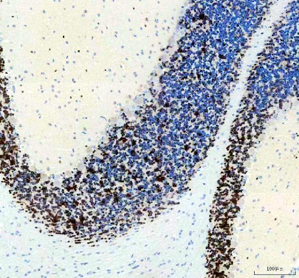 m11954 neun primary antibodies ihc testing 4