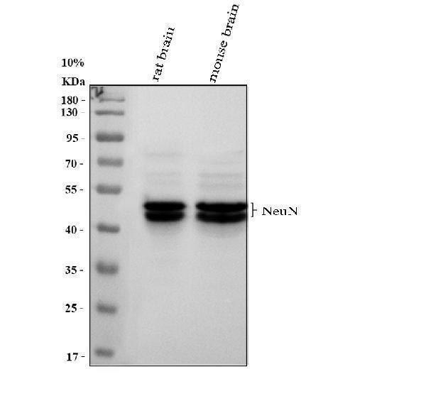 m11954 neun primary antibodies wb testing 1