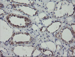 m11956 anti myl7 mouse monoclonal antibody clone id oti4e7 ihc testing 4