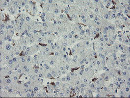 m11956 anti myl7 mouse monoclonal antibody clone id oti4e7 ihc testing 5