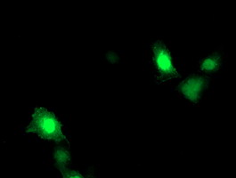 m11959 anti arl11 mouse monoclonal antibody clone id oti1a5 if testing 4