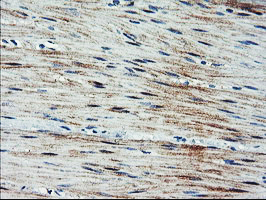 Immunohistochemical staining of paraffin-embedded Human colon tissue within the normal limits using anti-ARL11 mouse monoclonal antibody