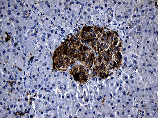 Immunohistochemical staining of paraffin-embedded Human pancreas tissue within the normal limits using anti-PLAC8 mouse monoclonal antibody