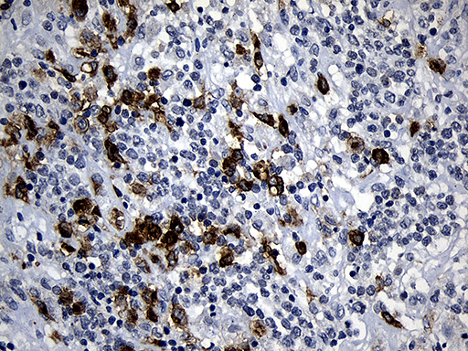 m11984 anti plac8 mouse monoclonal antibody clone id oti2e10 ihc testing 4
