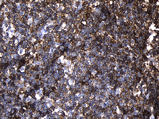 m11984 anti plac8 mouse monoclonal antibody clone id oti2e10 ihc testing 5