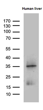 Western blot analysis of extracts (35ug) from human liver tissue lysate by using anti-PLAC8 monoclonal antibody (1:500)