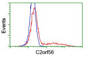 HEK293T cells transfected with either NDUFAF7 (Myc-DDK-tagged) overexpress plasmid (Red) or empty vector control plasmid (Blue) were immunostained by anti-C2orf56 antibody (M12013)