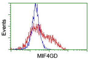 HEK293T cells transfected with either MIF4GD (Myc-DDK-tagged) overexpress plasmid (Red) or empty vector control plasmid (Blue) were immunostained by anti-MIF4GD antibody (M12167)