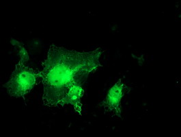 Anti-MIF4GD mouse monoclonal antibody (M12167) immunofluorescent staining of COS7 cells transiently transfected by pCMV6-ENTRY MIF4GD