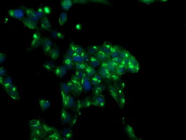 m12167 anti mif4gd mouse monoclonal antibody clone id oti4c11 if testing 4