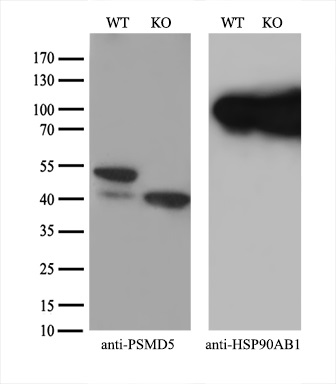 m12220 anti psmd5 mouse monoclonal antibody clone id oti8b1 wb testing 2