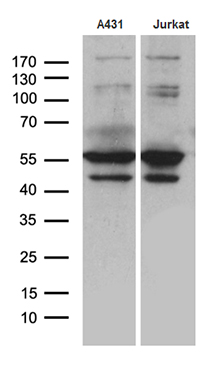 m12220 anti psmd5 mouse monoclonal antibody clone id oti8b1 wb testing 3