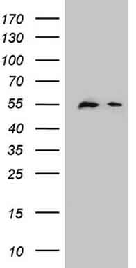 m12232 anti dppa2 mouse monoclonal antibody clone id oti1g10 wb testing 1