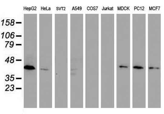 m12232 anti dppa2 mouse monoclonal antibody clone id oti1g10 wb testing 2