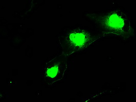 m12258 anti ssx2 mouse monoclonal antibody clone id oti4d10 if testing 13