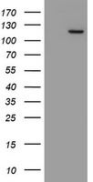 m12268 anti myoneurin mynn mouse monoclonal antibody clone id oti1f10 wb testing 1