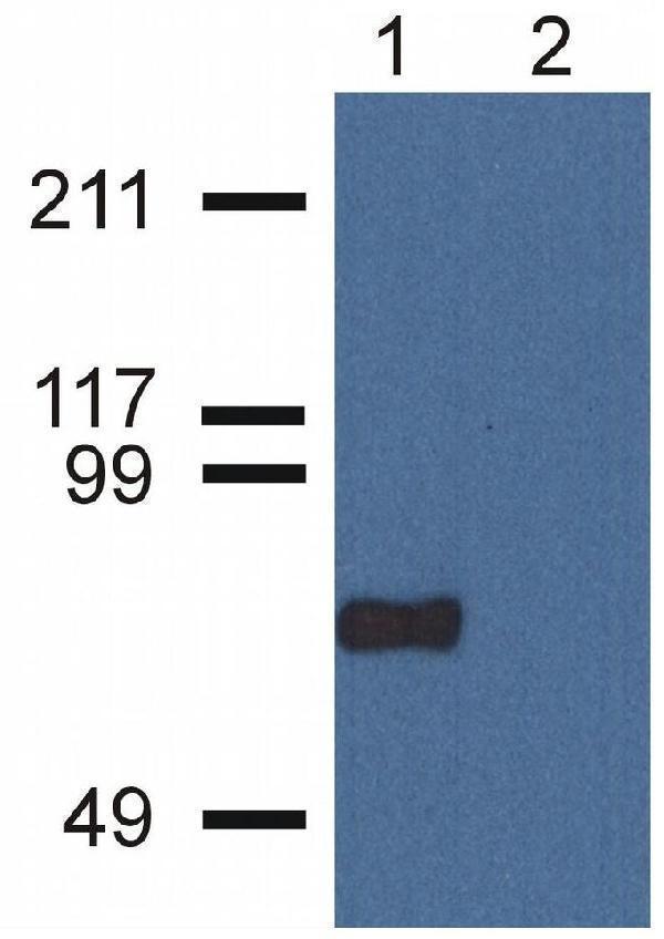 m12314 cpne7 primary antibodies wb testing 1