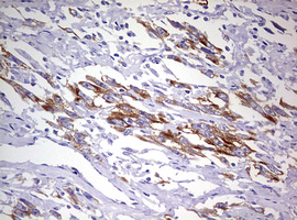 m12333 anti mrps11 mouse monoclonal antibody clone id oti2e9 ihc testing 2