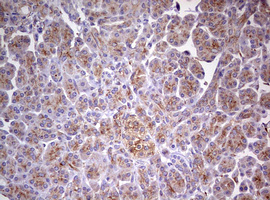 m12333 anti mrps11 mouse monoclonal antibody clone id oti2e9 ihc testing 3
