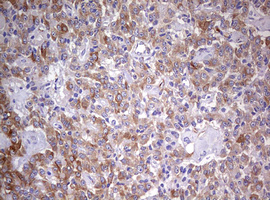 m12333 anti mrps11 mouse monoclonal antibody clone id oti2e9 ihc testing 4