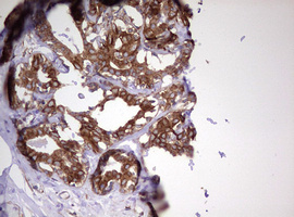 m12333 anti mrps11 mouse monoclonal antibody clone id oti2e9 ihc testing 6