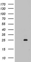 m12333 anti mrps11 mouse monoclonal antibody clone id oti2e9 wb testing 1