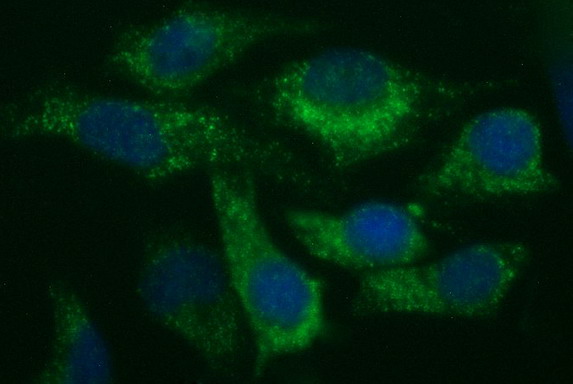 m12338 anti uchl5ip haus7 mouse monoclonal antibody clone id oti1e8 if testing 5