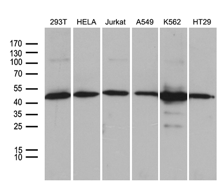 Western blot analysis of extracts (35ug) from 6 different cell lines by using anti-UBAC1 monoclonal antibody (1:500)