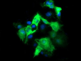 m12412 2 anti fate1 mouse monoclonal antibody clone id oti6f10 if testing 3