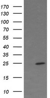 m12412 2 anti fate1 mouse monoclonal antibody clone id oti6f10 wb testing 1