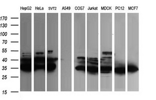 m12412 2 anti fate1 mouse monoclonal antibody clone id oti6f10 wb testing 2